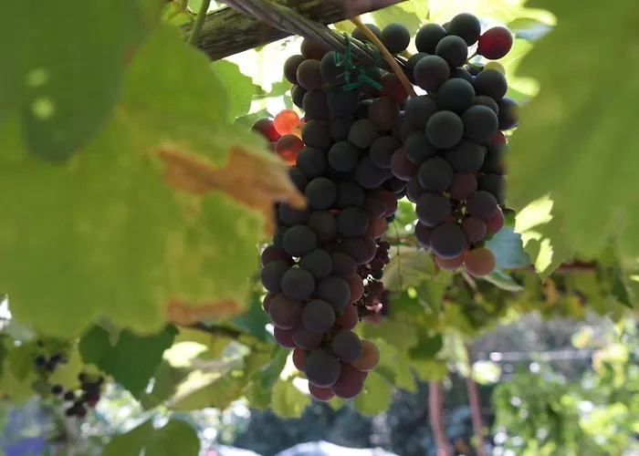 Lägenhet Ana Novi Vinodolski